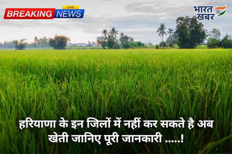 हरियाणा न्यूज