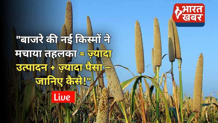 बाजरे की नई किस्में: सिर्फ 65 दिन में फसल तैयार, आमदनी होगी दोगुनी!