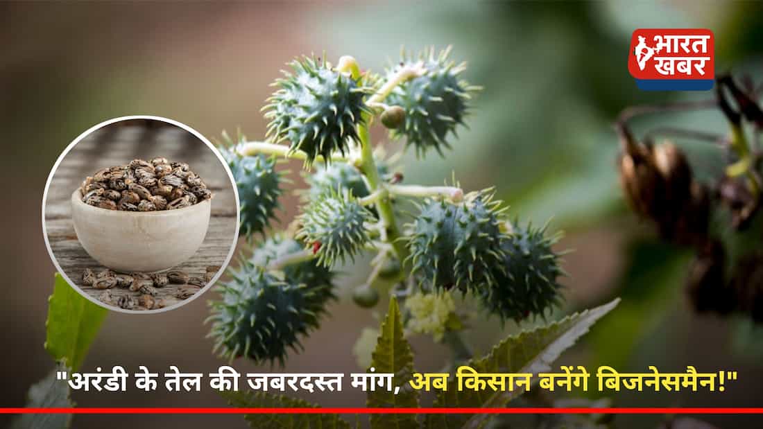 अरंड की खेती