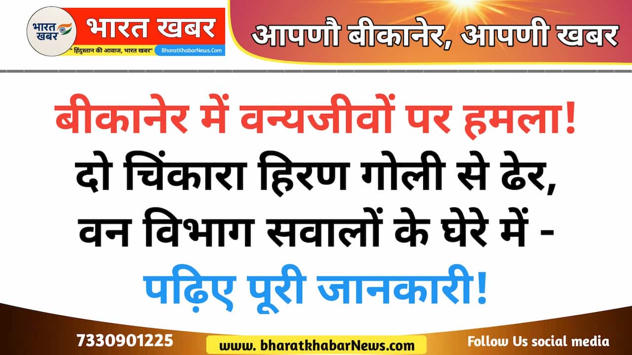 Two Chinkara Deers Shot Dead by Unknown Poachers in Bikaner’s Kanasar Rohi Forest Area