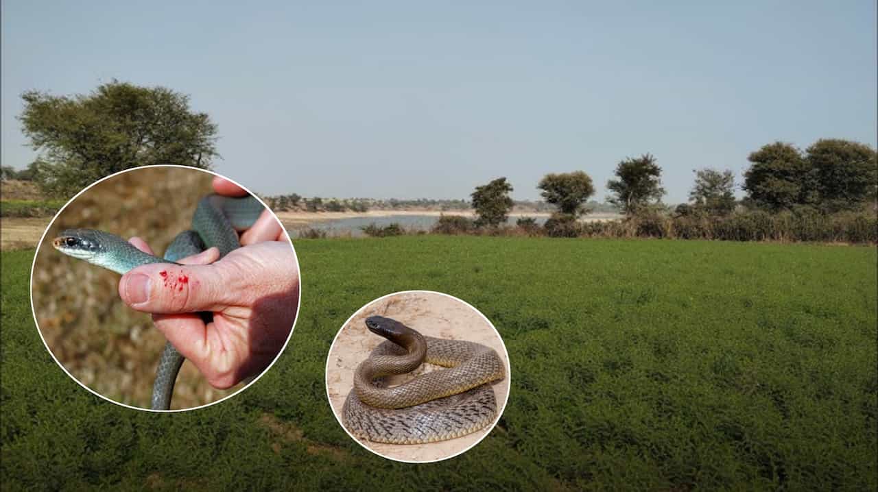 Snake bite incident in Ratanagarh: Youth dies while working in field in Churu district